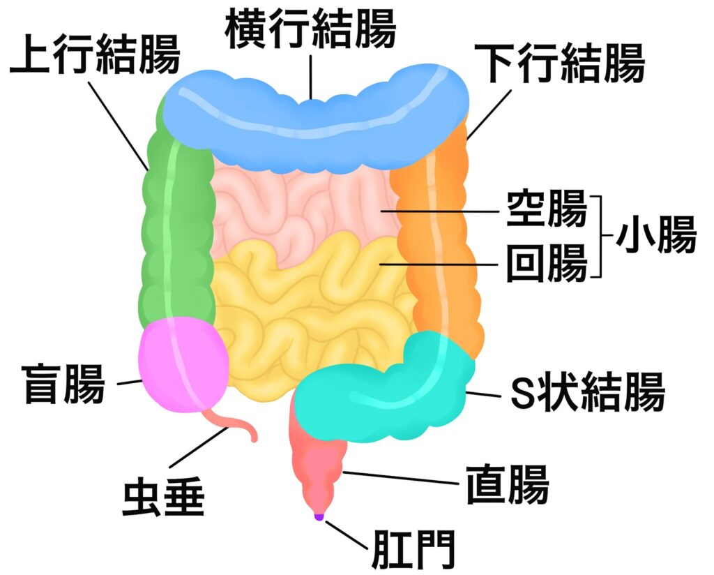 東京都豊島区大塚のおなかとおしりのクリニック 東京大塚の大腸のイラスト