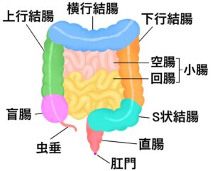 豊島区（池袋、東池袋、巣鴨、駒込、北区、王子、板橋、文京区よりアクセス良好）おなかとおしりのクリニック 東京大塚のIBD外来の大腸のイラスト