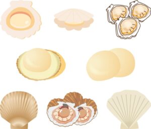 東京都豊島区大塚駅徒歩1分のおなかとおしりのクリニック 東京大塚が解説するホタテを食べた後の下痢の原因に関連したホタテのイラスト