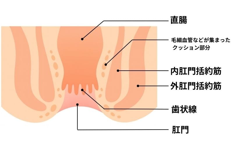 東京都豊島区大塚のおなかとおしりのクリニック 東京大塚の肛門解剖イラスト