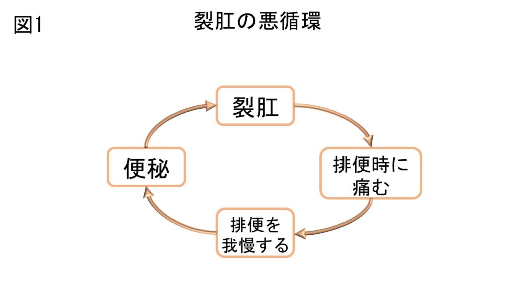 東京都豊島区大塚のおなかとおしりのクリニック 東京大塚の切れ痔(裂肛)の悪循環の図