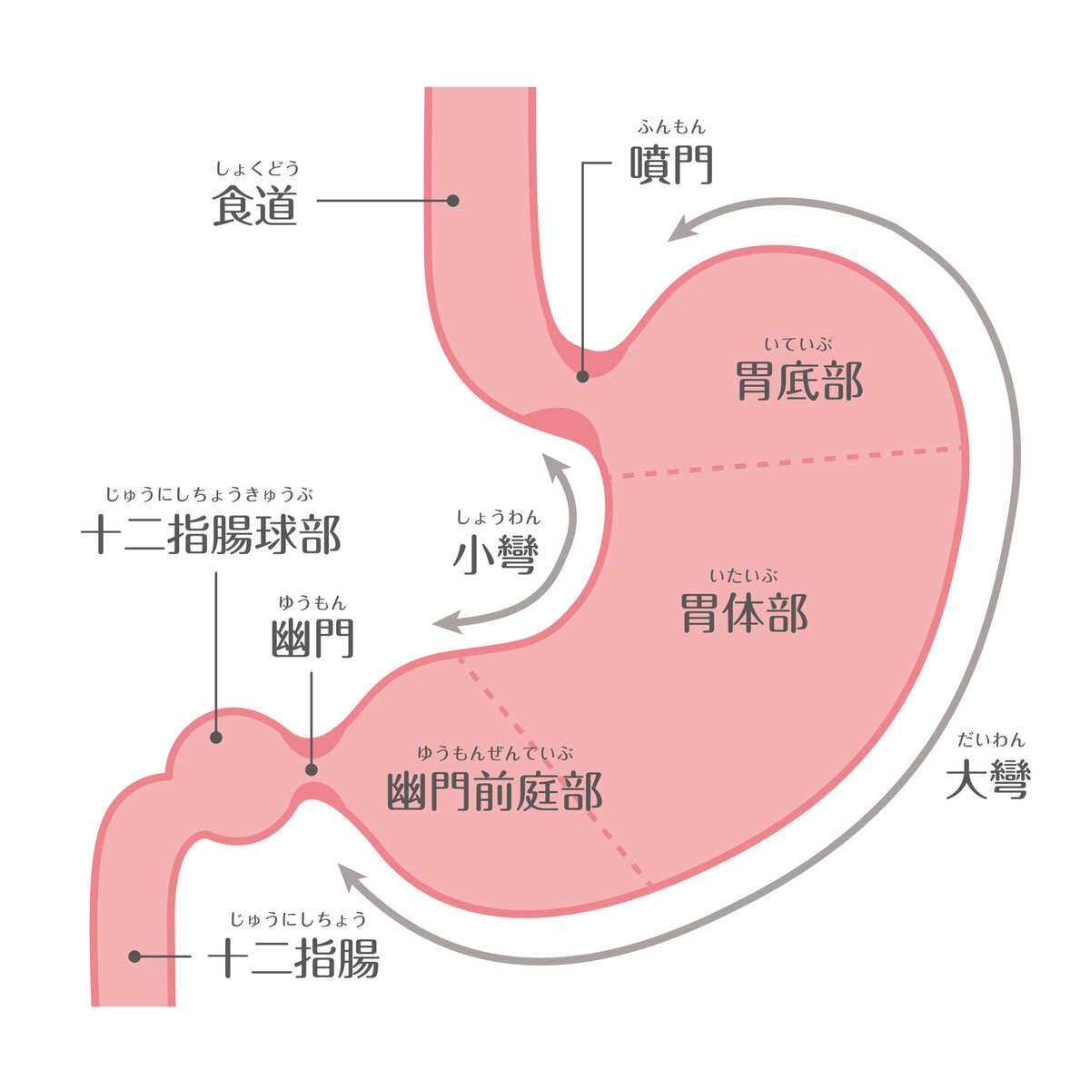 胃と十二指腸の解剖図｜黒い便・タール便の原因となる上部消化管の位置
