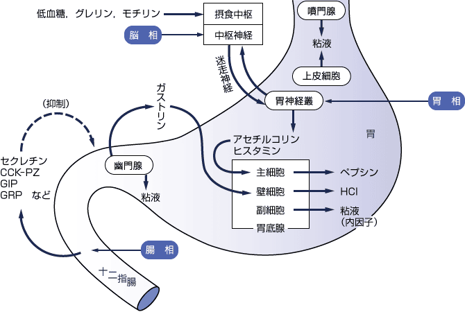 胃液分泌における調節機能