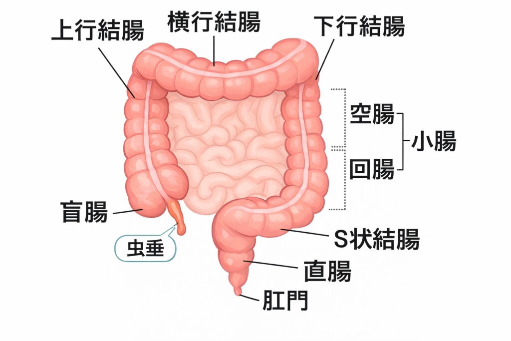 東京都豊島区大塚おなかとおしりのクリニック 東京大塚の虫垂のイラスト