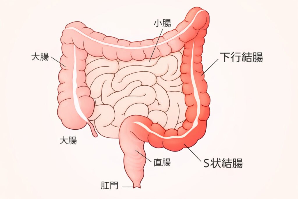 東京都豊島区大塚のおなかとおしりのクリニック 東京大塚の大腸のイラスト