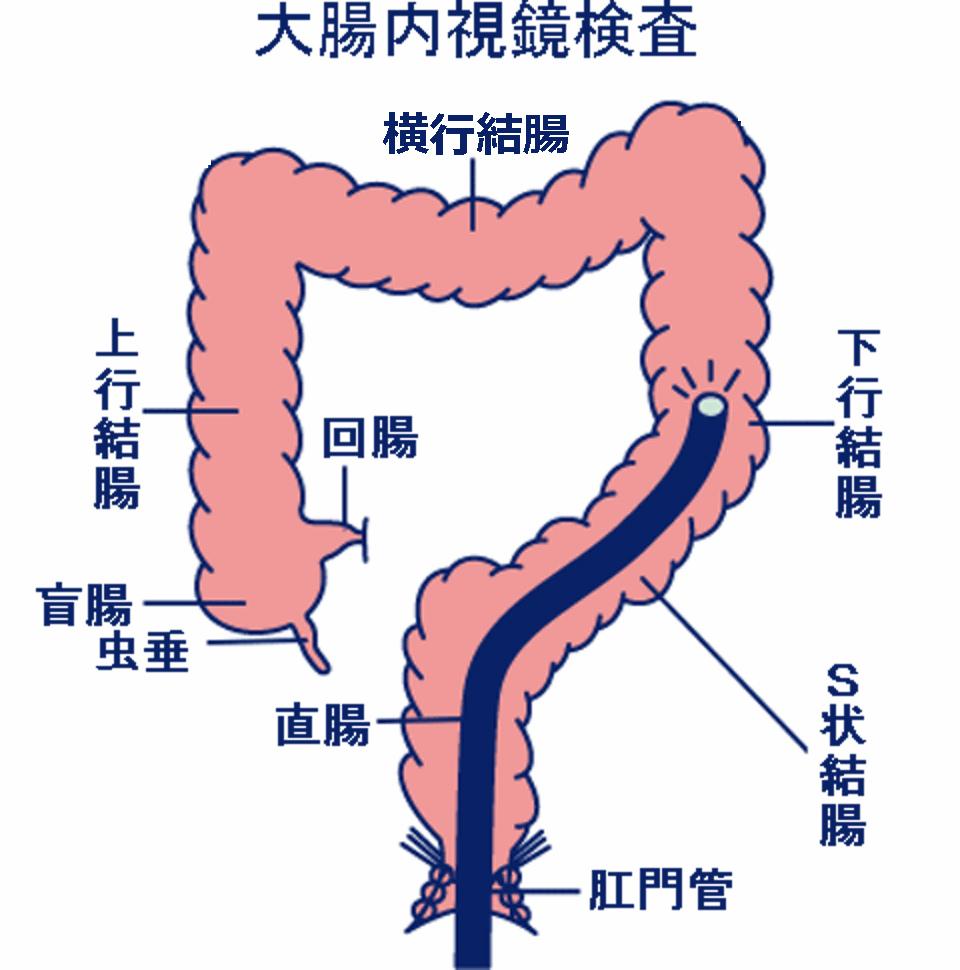 東京都豊島区大塚おなかとおしりのクリニック 東京大塚の大腸のイラスト