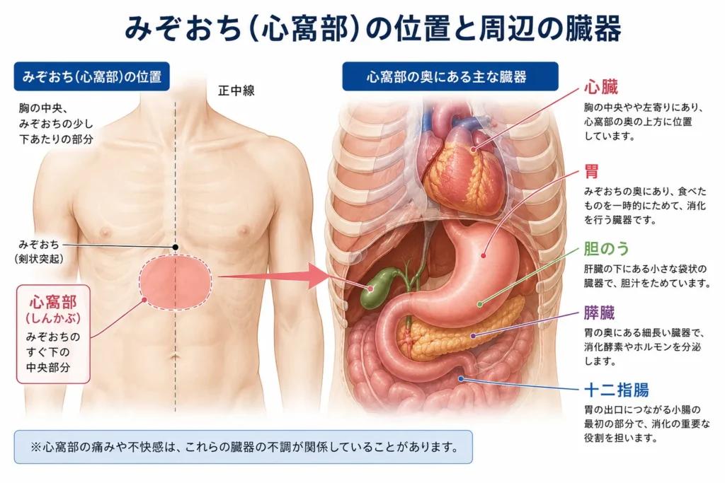 東京都豊島区大塚おなかとおしりのクリニック 東京大塚の心窩部の解剖画像
